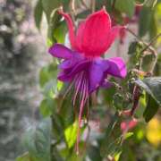 ヒメ日記 2024/12/24 21:20 投稿 田村美紀 五十路マダム 岐阜店