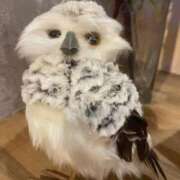 ヒメ日記 2024/12/31 05:30 投稿 田村美紀 五十路マダム 岐阜店