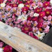 ヒメ日記 2025/01/01 23:10 投稿 田村美紀 五十路マダム 岐阜店