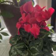 ヒメ日記 2025/01/10 13:08 投稿 田村美紀 五十路マダム 岐阜店