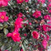 ヒメ日記 2025/01/30 05:30 投稿 田村美紀 五十路マダム 岐阜店