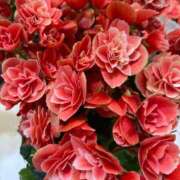 ヒメ日記 2025/02/14 05:30 投稿 田村美紀 五十路マダム 岐阜店