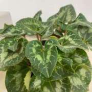 ヒメ日記 2025/03/04 20:06 投稿 田村美紀 五十路マダム 岐阜店