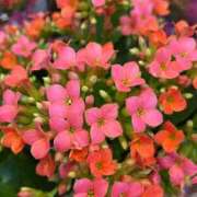 ヒメ日記 2025/03/09 10:02 投稿 田村美紀 五十路マダム 岐阜店