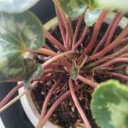 ヒメ日記 2025/03/12 20:02 投稿 田村美紀 五十路マダム 岐阜店