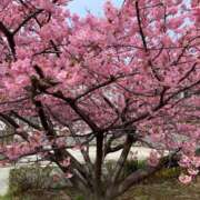 ヒメ日記 2025/03/13 20:02 投稿 田村美紀 五十路マダム 岐阜店