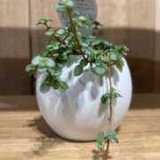 ヒメ日記 2025/03/17 20:02 投稿 田村美紀 五十路マダム 岐阜店