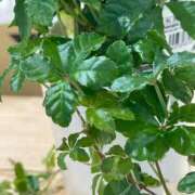 ヒメ日記 2025/03/19 07:02 投稿 田村美紀 五十路マダム 岐阜店