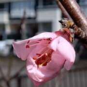 ヒメ日記 2025/03/22 18:38 投稿 田村美紀 五十路マダム 岐阜店