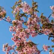 ヒメ日記 2025/03/23 19:32 投稿 田村美紀 五十路マダム 岐阜店