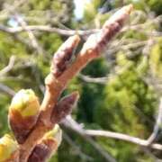 ヒメ日記 2025/03/26 05:30 投稿 田村美紀 五十路マダム 岐阜店