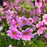 ヒメ日記 2025/03/26 20:02 投稿 田村美紀 五十路マダム 岐阜店