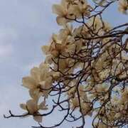 ヒメ日記 2025/03/28 05:30 投稿 田村美紀 五十路マダム 岐阜店