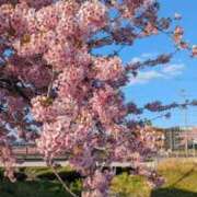 ヒメ日記 2025/03/29 05:30 投稿 田村美紀 五十路マダム 岐阜店