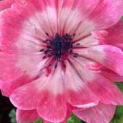 ヒメ日記 2025/03/29 23:52 投稿 田村美紀 五十路マダム 岐阜店