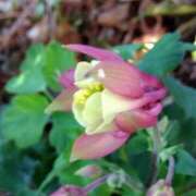 ヒメ日記 2025/03/30 08:46 投稿 田村美紀 五十路マダム 岐阜店