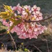 ヒメ日記 2025/03/30 20:02 投稿 田村美紀 五十路マダム 岐阜店