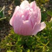 ヒメ日記 2025/03/31 08:06 投稿 田村美紀 五十路マダム 岐阜店