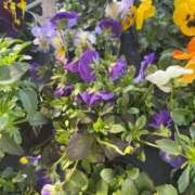 ヒメ日記 2025/04/02 05:30 投稿 田村美紀 五十路マダム 岐阜店