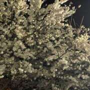 ヒメ日記 2025/04/02 20:02 投稿 田村美紀 五十路マダム 岐阜店