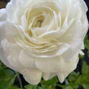 ヒメ日記 2025/04/03 05:30 投稿 田村美紀 五十路マダム 岐阜店