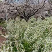 ヒメ日記 2025/04/03 20:02 投稿 田村美紀 五十路マダム 岐阜店