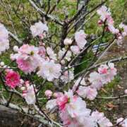 ヒメ日記 2025/04/05 05:30 投稿 田村美紀 五十路マダム 岐阜店