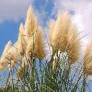 ヒメ日記 2025/04/05 20:02 投稿 田村美紀 五十路マダム 岐阜店