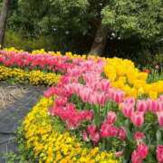 ヒメ日記 2025/04/07 20:04 投稿 田村美紀 五十路マダム 岐阜店