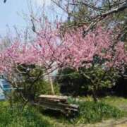 ヒメ日記 2025/04/08 05:30 投稿 田村美紀 五十路マダム 岐阜店