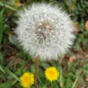 ヒメ日記 2025/04/09 07:02 投稿 田村美紀 五十路マダム 岐阜店