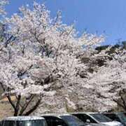 ヒメ日記 2025/04/11 20:02 投稿 田村美紀 五十路マダム 岐阜店