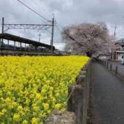 ヒメ日記 2025/04/12 07:02 投稿 田村美紀 五十路マダム 岐阜店
