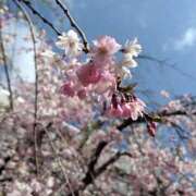 ヒメ日記 2025/04/13 07:24 投稿 田村美紀 五十路マダム 岐阜店