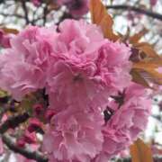 ヒメ日記 2025/04/15 10:34 投稿 田村美紀 五十路マダム 岐阜店