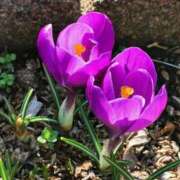 ヒメ日記 2025/04/17 05:30 投稿 田村美紀 五十路マダム 岐阜店