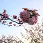 ヒメ日記 2025/04/18 05:30 投稿 田村美紀 五十路マダム 岐阜店