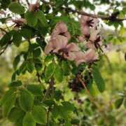 ヒメ日記 2025/04/18 20:02 投稿 田村美紀 五十路マダム 岐阜店