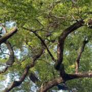 ヒメ日記 2025/04/19 06:30 投稿 田村美紀 五十路マダム 岐阜店