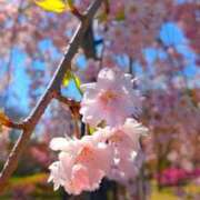 ヒメ日記 2025/04/20 09:04 投稿 田村美紀 五十路マダム 岐阜店