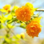 ヒメ日記 2025/04/20 10:40 投稿 田村美紀 五十路マダム 岐阜店