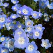 ヒメ日記 2025/04/20 20:02 投稿 田村美紀 五十路マダム 岐阜店