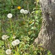 ヒメ日記 2025/04/22 05:30 投稿 田村美紀 五十路マダム 岐阜店