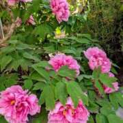 ヒメ日記 2025/04/22 14:32 投稿 田村美紀 五十路マダム 岐阜店