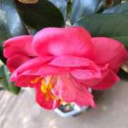 ヒメ日記 2025/04/22 20:02 投稿 田村美紀 五十路マダム 岐阜店