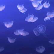 ヒメ日記 2025/04/23 20:02 投稿 田村美紀 五十路マダム 岐阜店