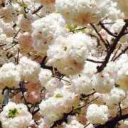 ヒメ日記 2025/04/24 05:30 投稿 田村美紀 五十路マダム 岐阜店