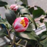 ヒメ日記 2025/04/27 07:30 投稿 田村美紀 五十路マダム 岐阜店