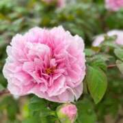 ヒメ日記 2025/04/28 08:02 投稿 田村美紀 五十路マダム 岐阜店