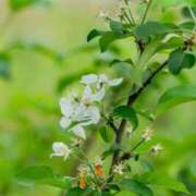 ヒメ日記 2025/04/29 23:48 投稿 田村美紀 五十路マダム 岐阜店